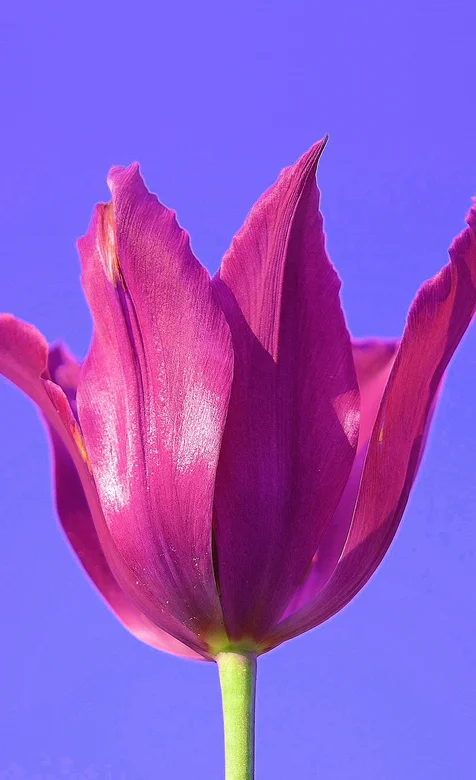 一株粉色的郁金香高清手机壁纸