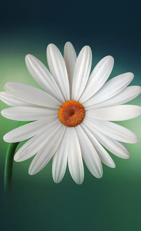 白色唯美的菊花摄影手机壁纸