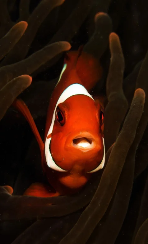 海里的小丑鱼近照特写手机壁纸