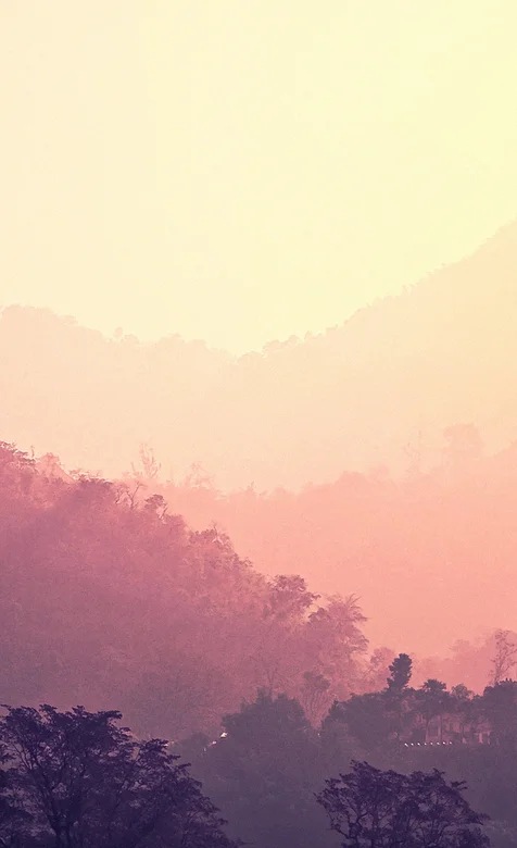 雾蒙蒙的森林唯美风景手机壁纸