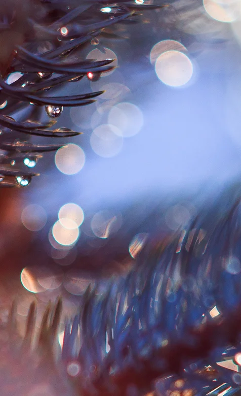 清晨唯美的露珠唯美手机壁纸