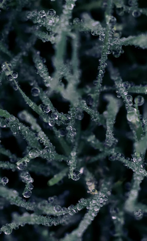 结霜的绿草微距抓拍高清手机壁纸