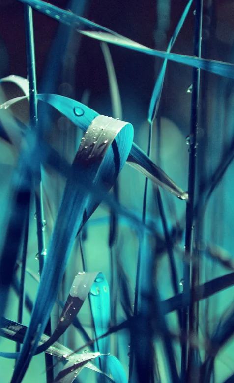 唯美色调的野外杂草摄影手机壁纸