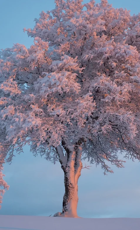雪地中屹立的一棵树，树上挂满雪，超美