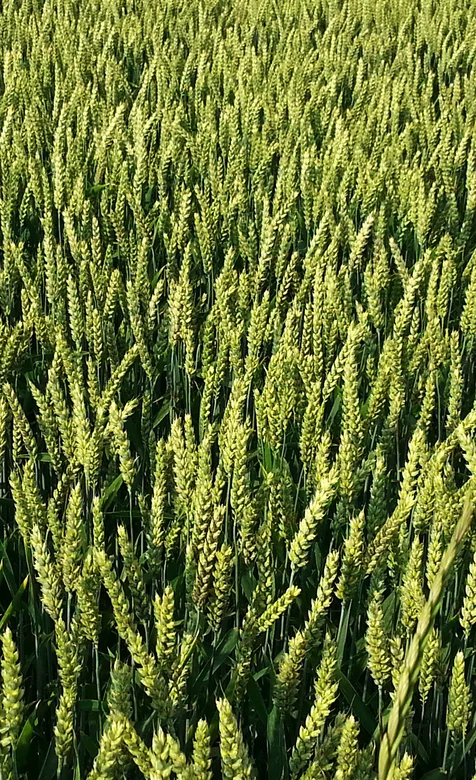 绿油油的小麦地手机壁纸，丰收的季节
