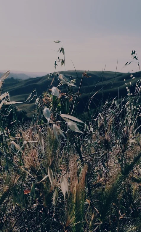 山中的杂草近距离摄影手机壁纸