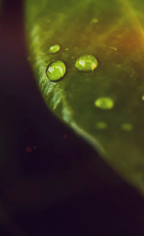 一株绿叶上的露珠微距摄影手机壁纸