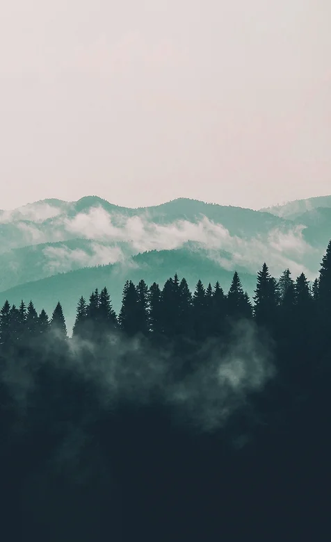 云山雾里，清晨雾气弥漫的森林手机壁纸