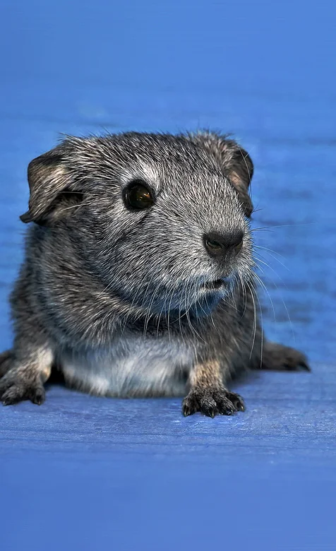 萌萌哒鼹鼠高清摄影手机壁纸