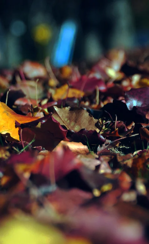 森林的落叶唯美摄影手机壁纸