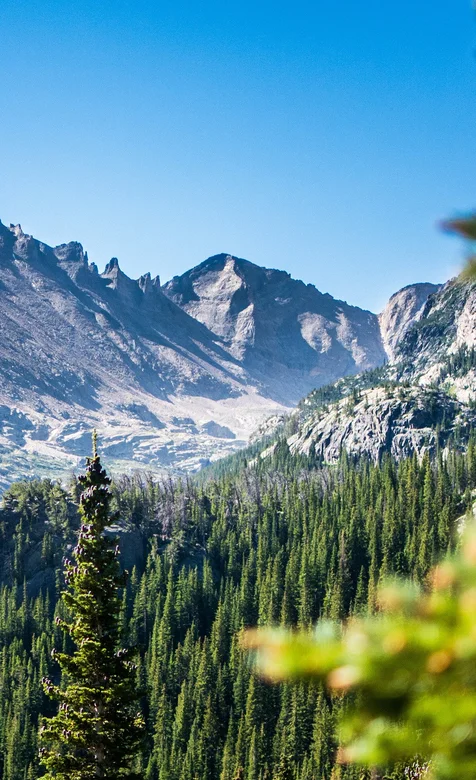 石头山下的一片树林