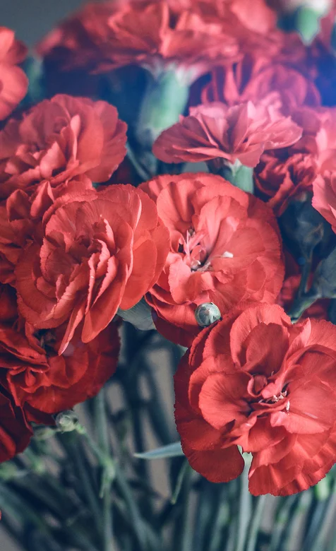 唯美暖色摄影的一束红花手机壁纸