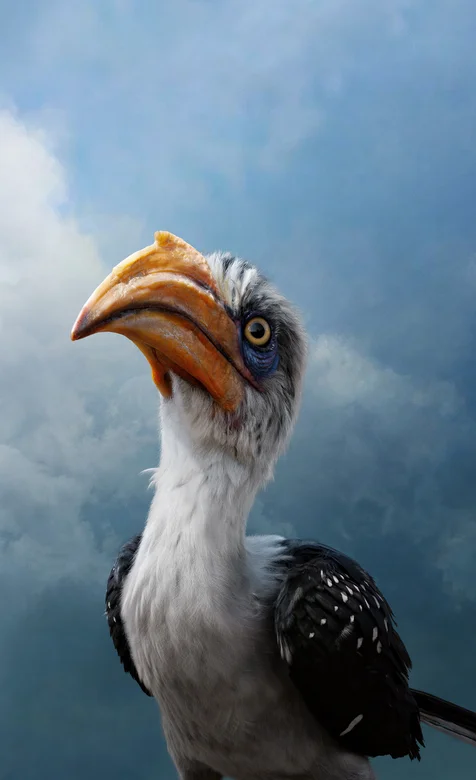 大嘴鸟类的高清4K手机壁纸