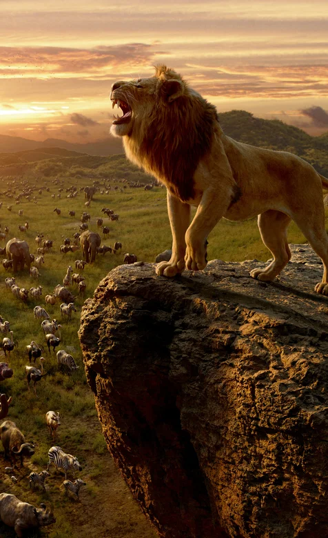 电影狮子王高清狮子手机壁纸