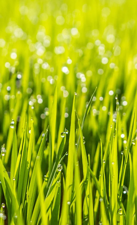 绿草叶尖的点点露珠唯美摄影手机壁纸