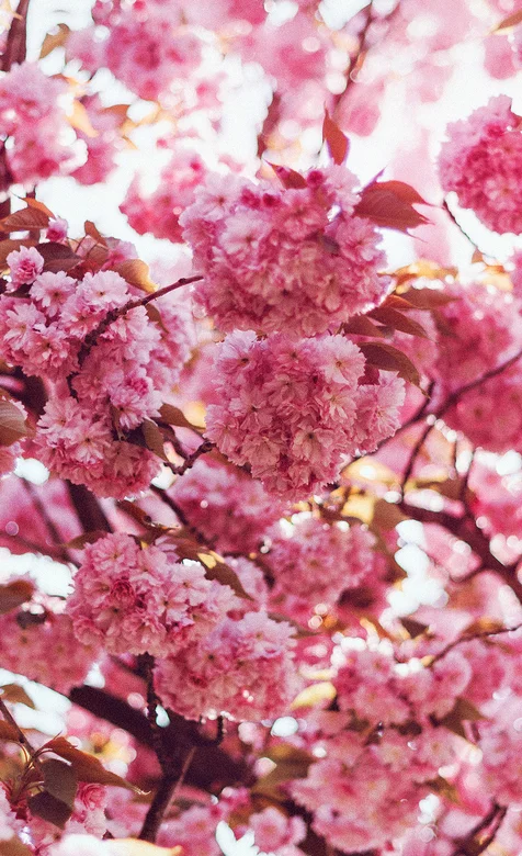 开满枝头的粉色樱花手机壁纸