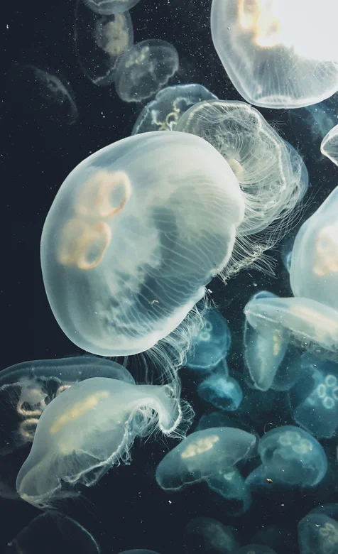 海底成群的水母高清手机壁纸