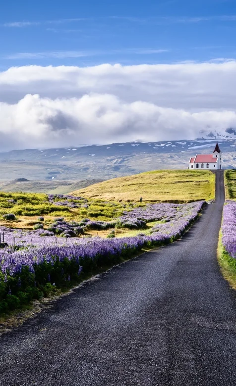 通过紫色郁金香花圃间的公路，路尽头的一所房子