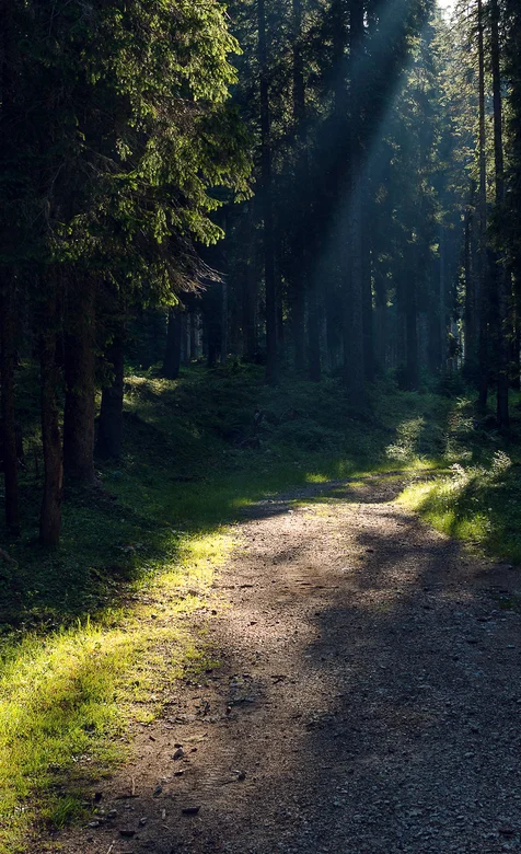 树木茂密的树林，阳光透过树荫照在林中的小路上