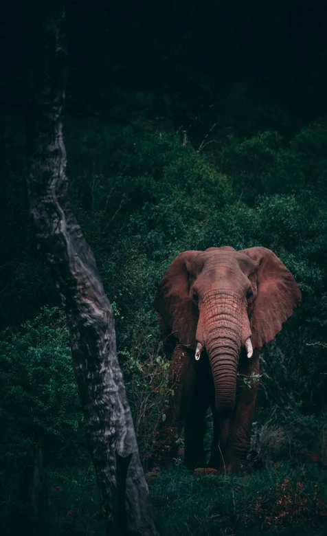 树林的大象唯美摄影手机壁纸