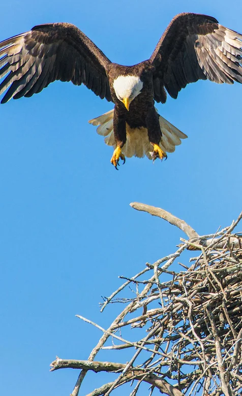 白头鹰，振翅飞行的鹰手机壁纸