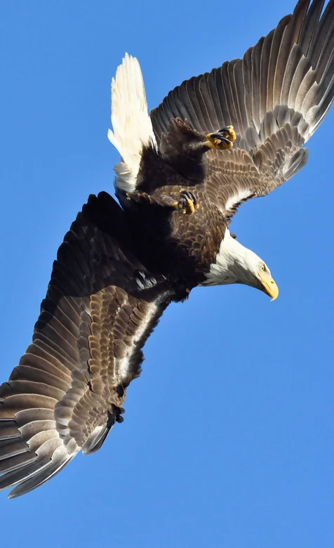 天空中觅食的白头老鹰手机壁纸
