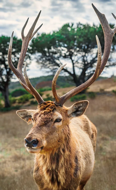 森林里长着长长大角的鹿手机壁纸