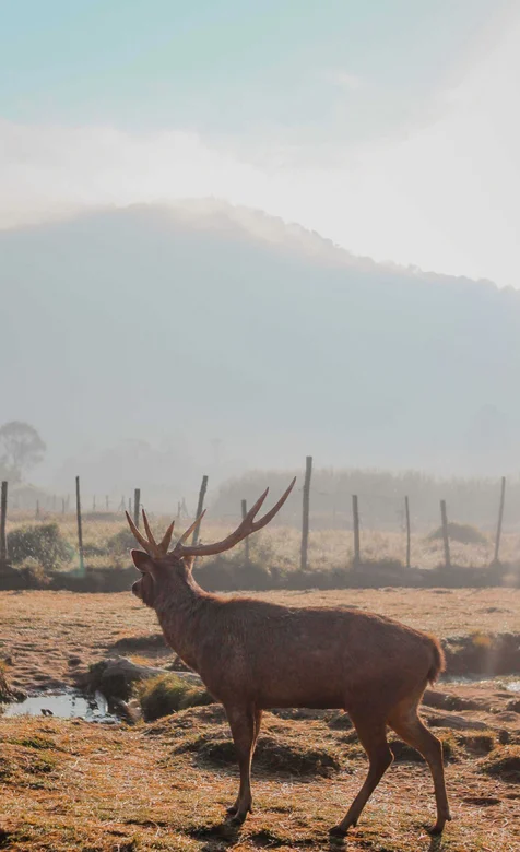美国野地里的长角动物鹿的手机壁纸