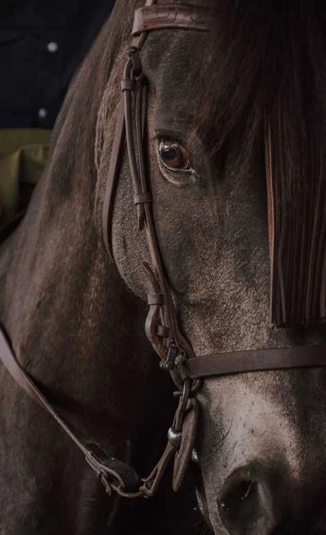 个性的马近照摄影