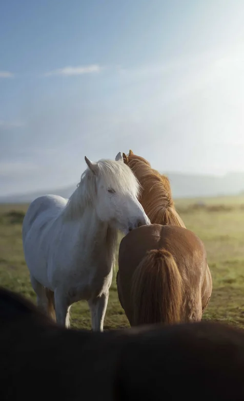 草原上头碰头的白马和棕马手机壁纸