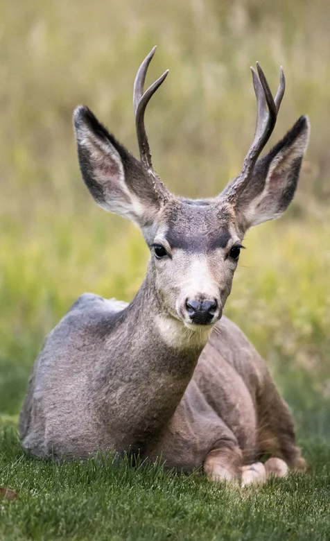 蹲在草地的小鹿摄影手机壁纸