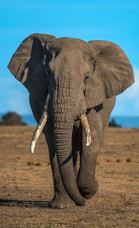 平原野外行走的大象手机壁纸