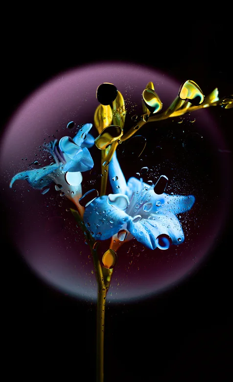纯黑色背景，抽象，艺术，蓝色的花，金色树枝，水滴，手机壁纸图片