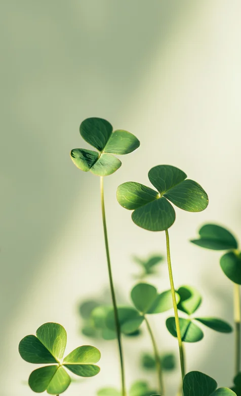 三叶草图片，小清新绿色三叶草唯美摄影手机壁纸图片