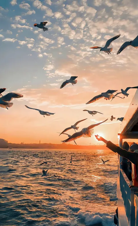 大海，黄昏，游艇，海鸥，海鸟，唯美海上游玩风景手机壁纸