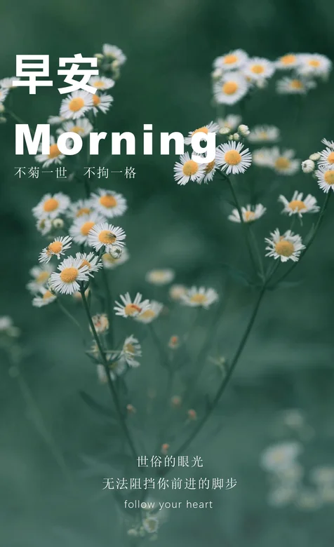 雏菊，绿色，早安手机壁纸