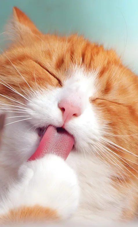 奶萌奶萌的可爱小猫咪打哈欠