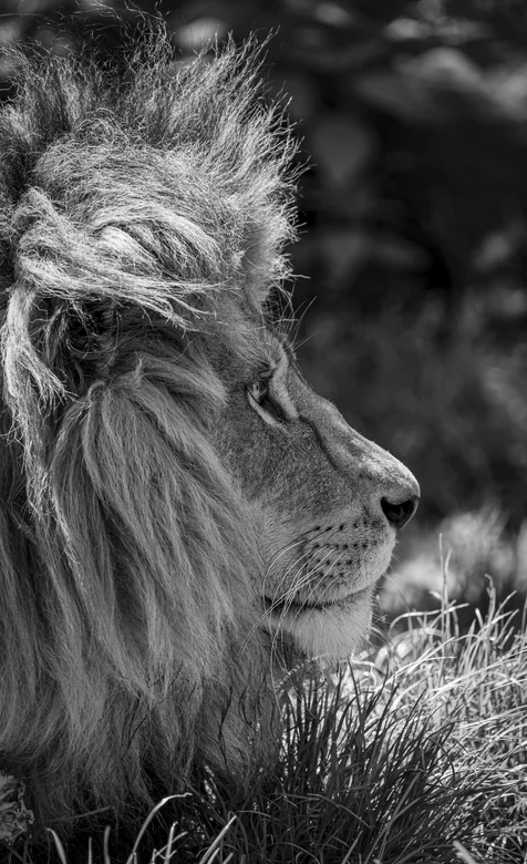 黑白写实狮子肖像壁纸 草原雄狮高清特写下载