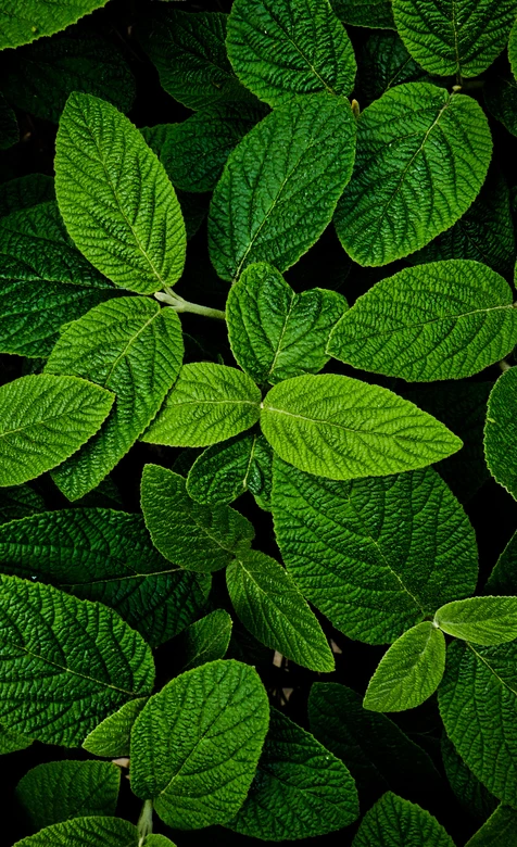 薄荷雨后鲜绿叶片特写自然风景壁纸