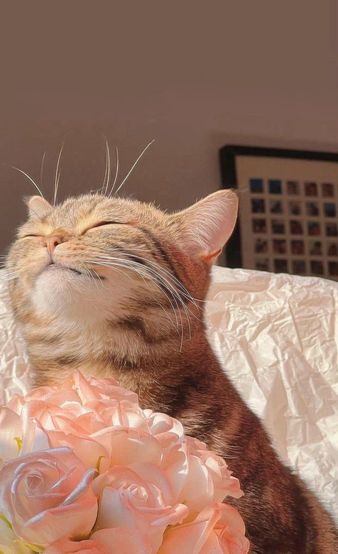 治愈系虎斑猫抱粉玫瑰享暖阳 温馨唯美手机壁纸高清无水印