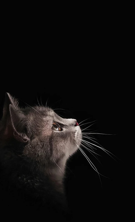 暗黑风灰猫仰头特写 高冷氛围感手机壁纸精选