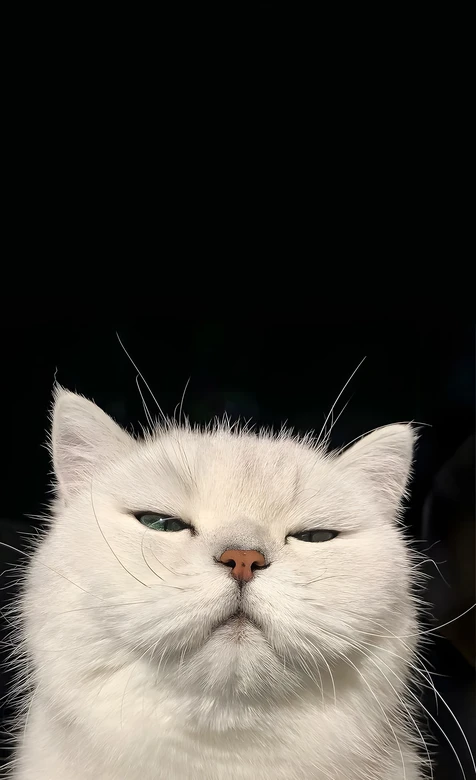 傲娇神情白色猫咪·写实治愈风 治愈系宠物猫壁纸