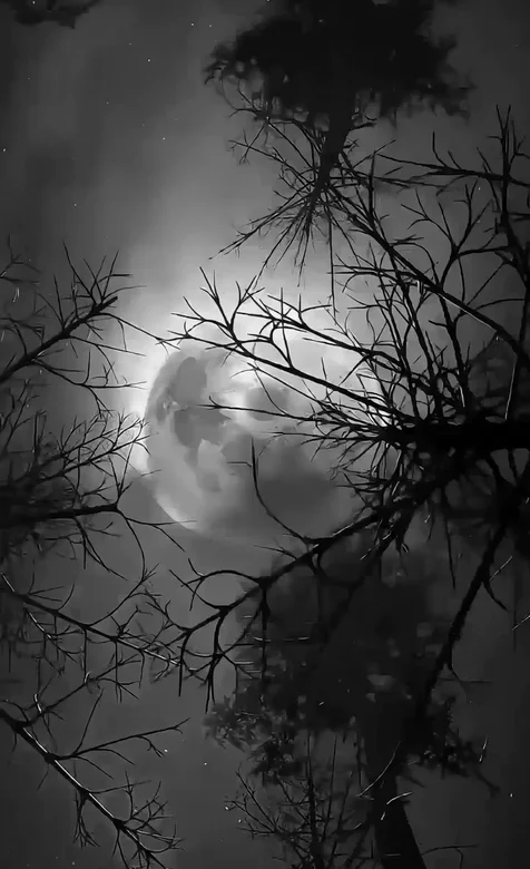 月夜树林·暗黑风满月剪影 高人气动态手机壁纸
