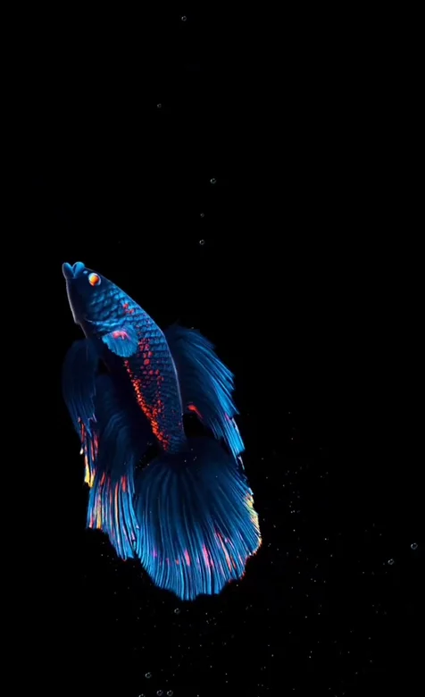 暗黑系蓝红斗鱼·炫彩灵动 动态手机壁纸热搜款
