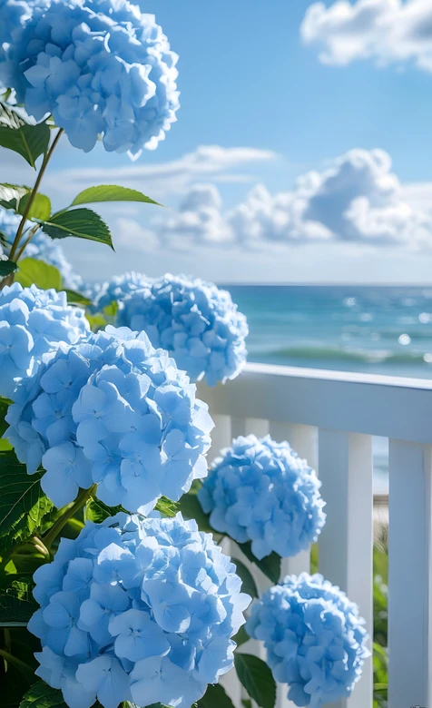 海边阳台蓝色绣球花·唯美清新治愈系手机壁纸
