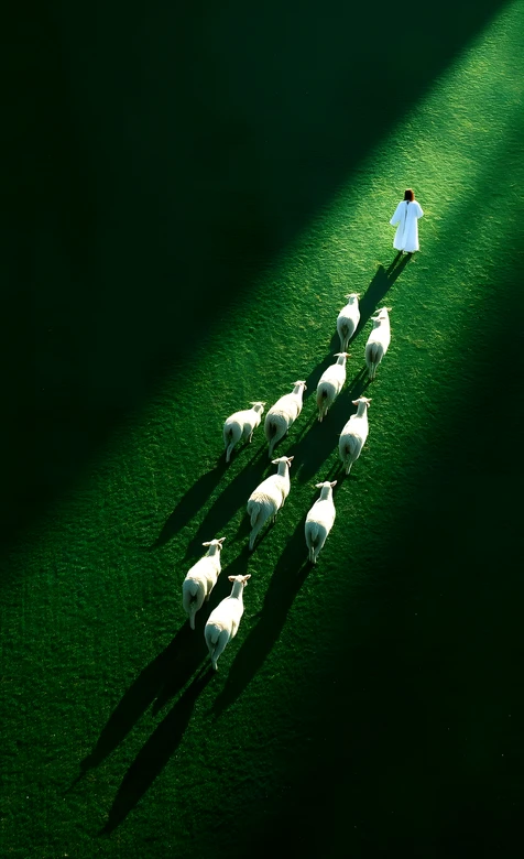 牧羊人·羊群随行·绿草地光影 治愈系牧羊壁纸