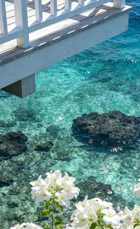 海边白色栈桥与白花卉·唯美清新风·海边度假风手机壁纸